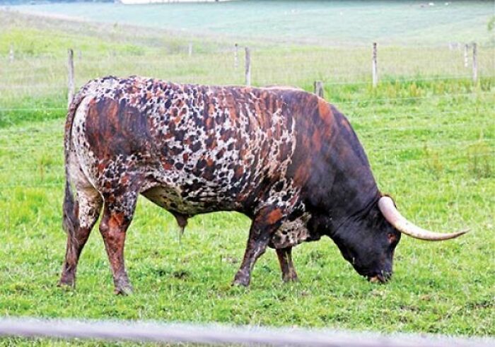 This Bull Who Fell In A Paint Can
