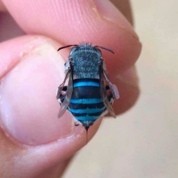 Shiny Bee Found In Western Australia