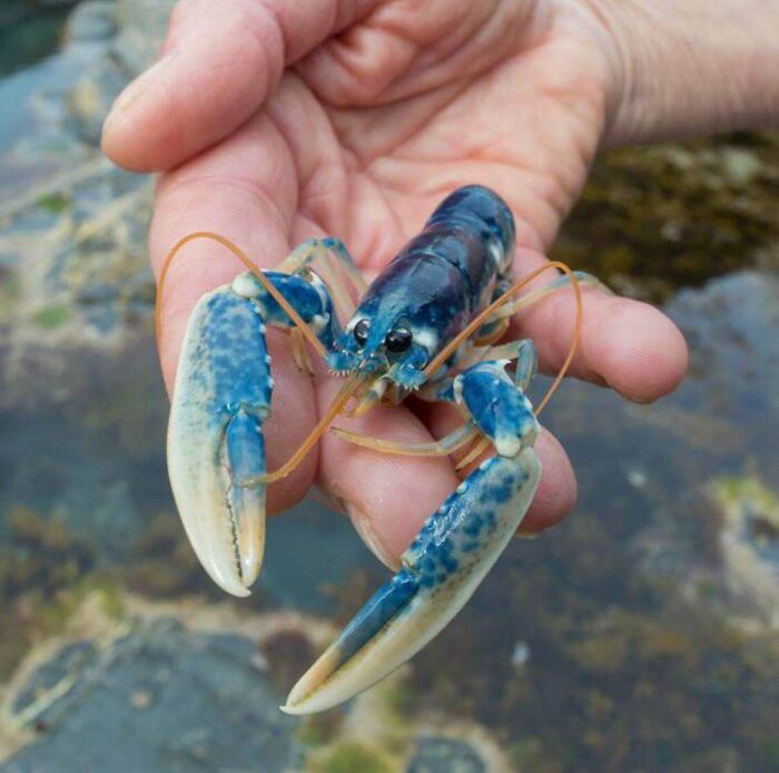 A 1 In 2,000,000 Blue Lobster!