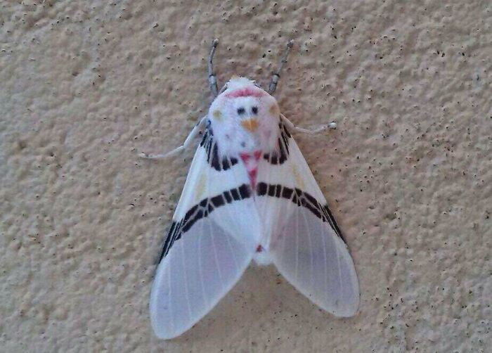 White Moth With A Chicken Face