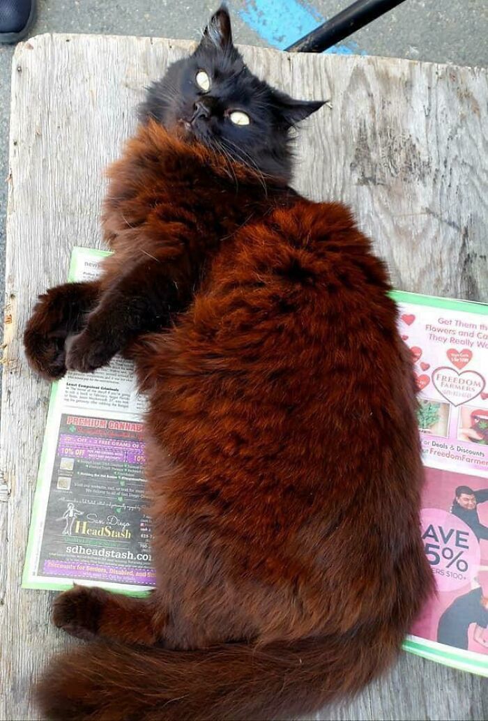 This Cat Has A Rare Red Fur Pattern