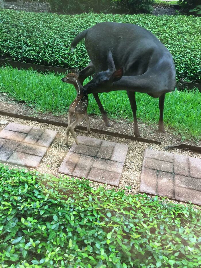 The Shiny Black Deer From Last Year Returned This Year And Gave Birth To A Non-Shiny Fawn. Turns Out Shiny Gene Does Not Get Passed Down
