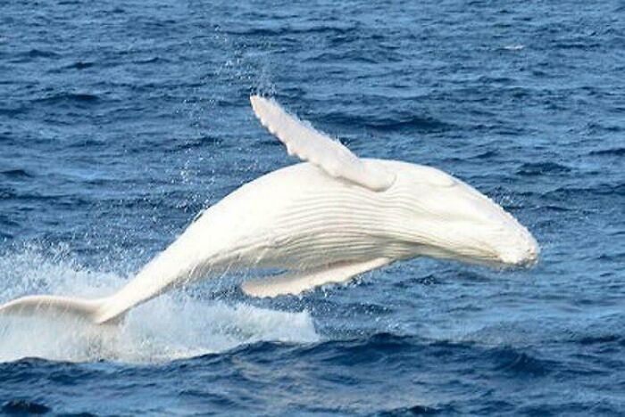 La única ballena jorobada albina conocida en el planeta