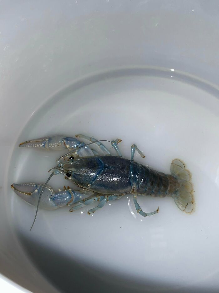 Light Blue Crayfish