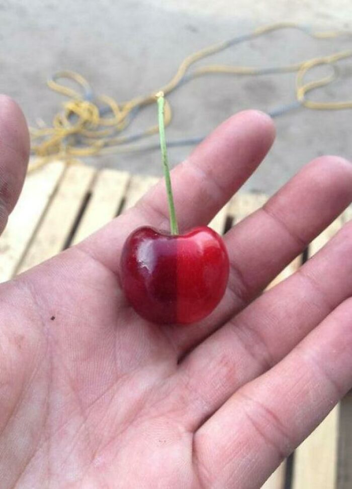 Hetero Chromatic Cherry