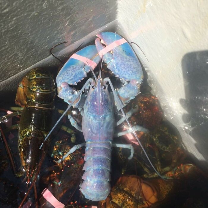 This Cotton Candy Colored Lobster