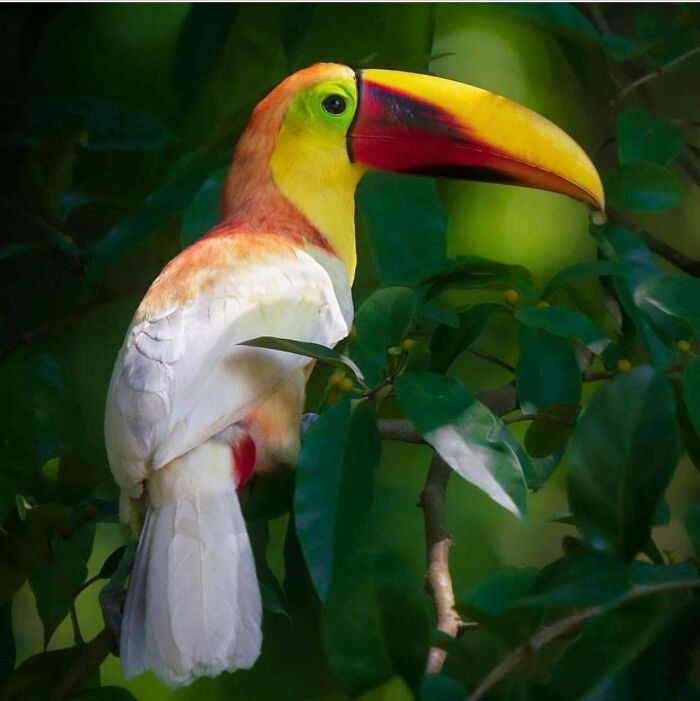 Yellow-Throated Toucan With A Genetic Condition Called Leucism. Spotted In Costa Rica