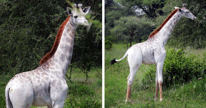 A Giraffe With Albino In Tanzania -Pic Not Mine-