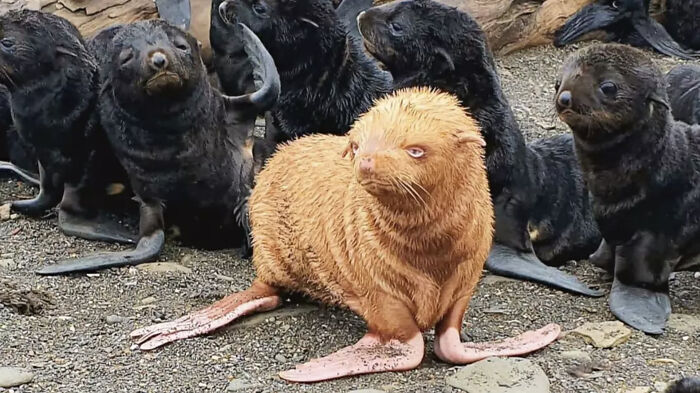 Shiny Ginger Seal Pup In Russia
