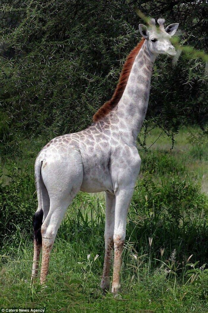 This Albino Giraffe Is Why This Community Was Made