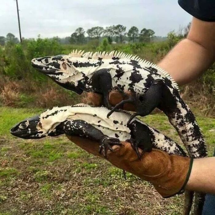 Not One, But Two Shiny Iguanas