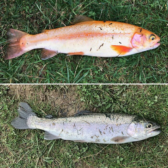 A Golden Trout vs. A Normal One