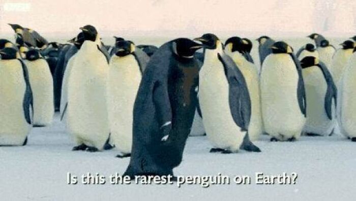 Melanistic Emperor Penguin