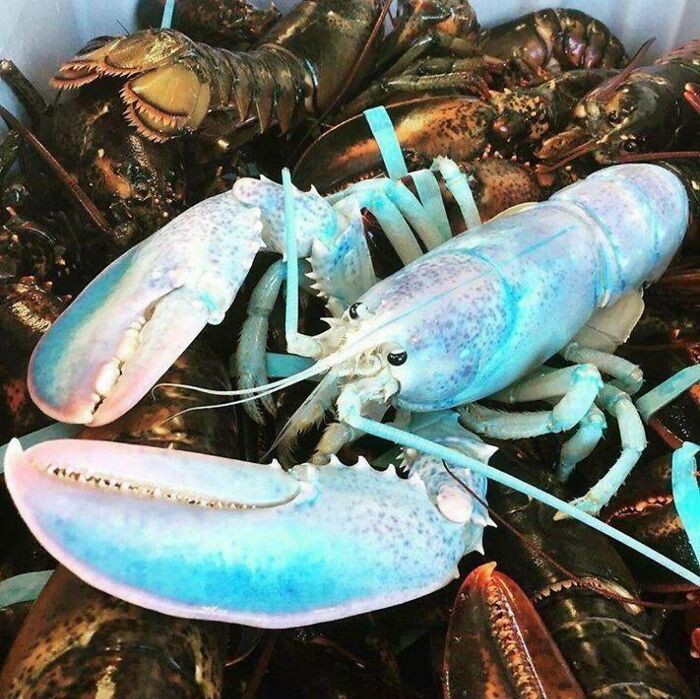 Meet Lucky, The Ultra-Rare Cotton Candy Lobster Who Is 1 In 100 Million 