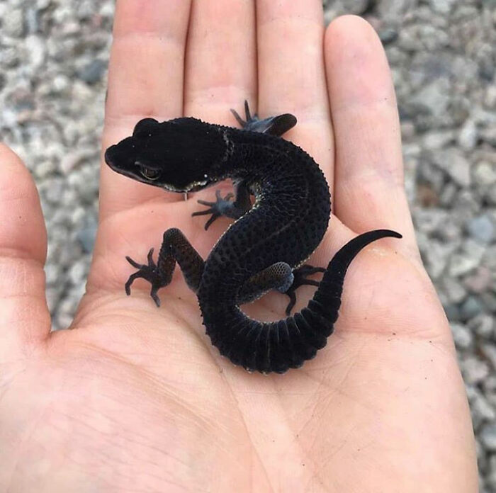Gecko negro