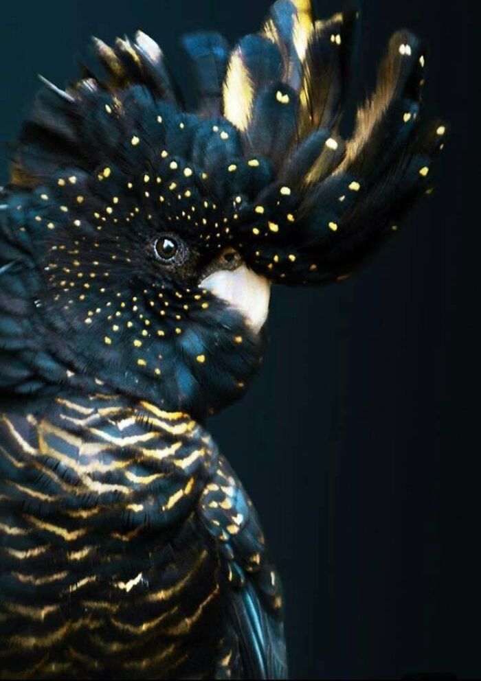 Shiny Black Cockatoo
