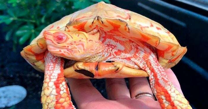 This Is An Albino Wood Turtle , These Are One Of The Rarest Turtle Morphs In The World 