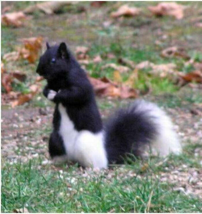 This Black And White Squirrel