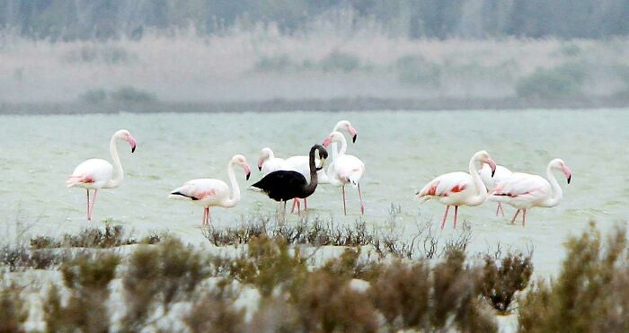 A Black Flamingo Spotted In Cyprus, 2015