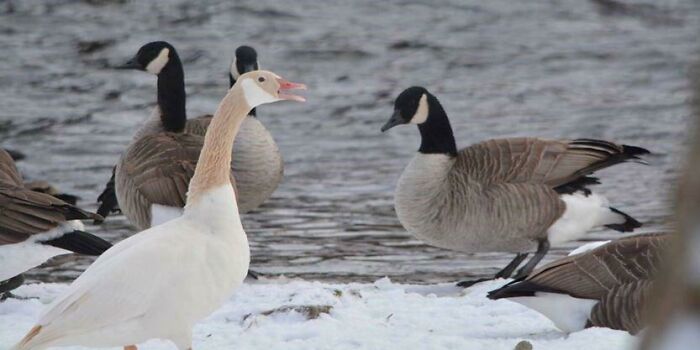 Gold Canadian Goose (Not My Photo)