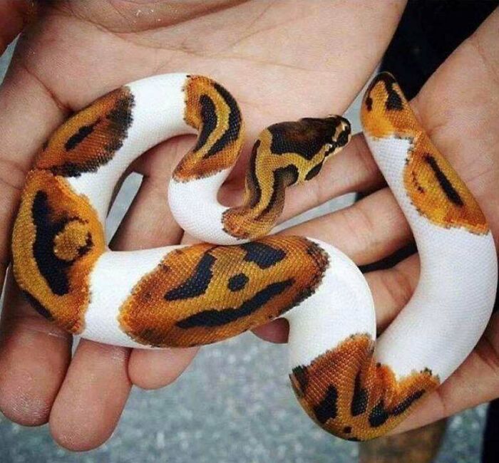 This Snake Has A Pumpkin On His Back