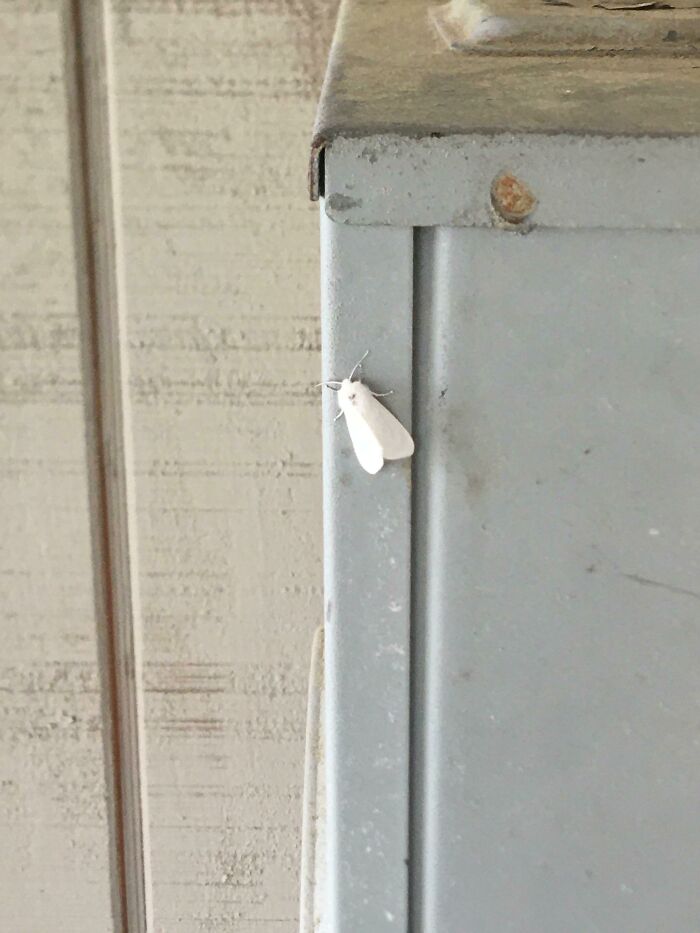 Completely White Moth