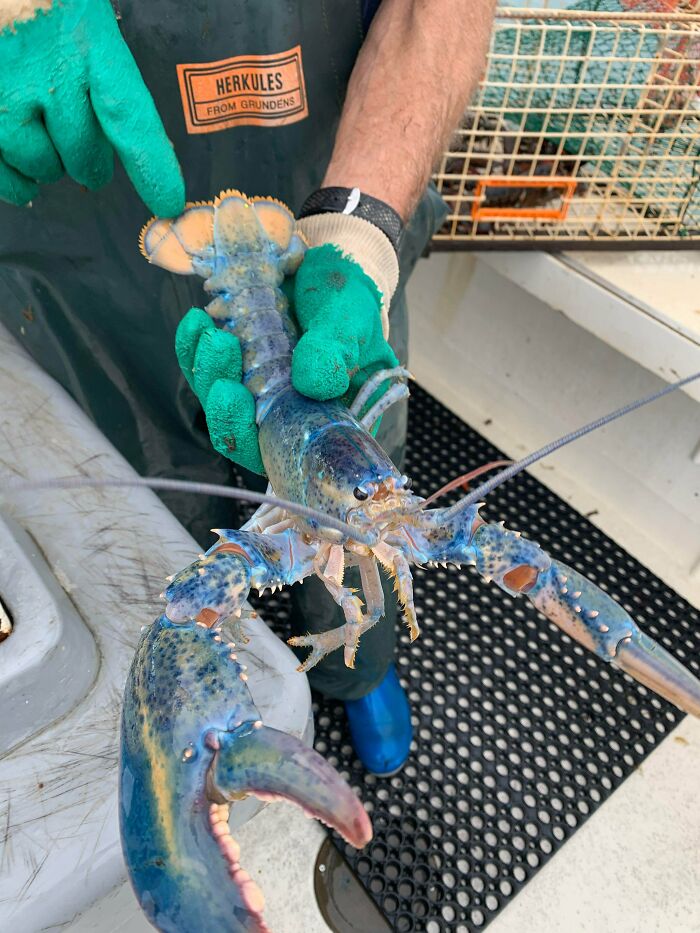 Beautiful Lobster We Caught Today