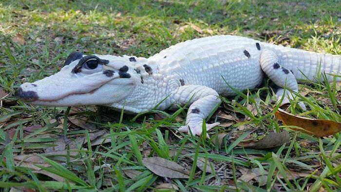  Rare Leucistic Alligator