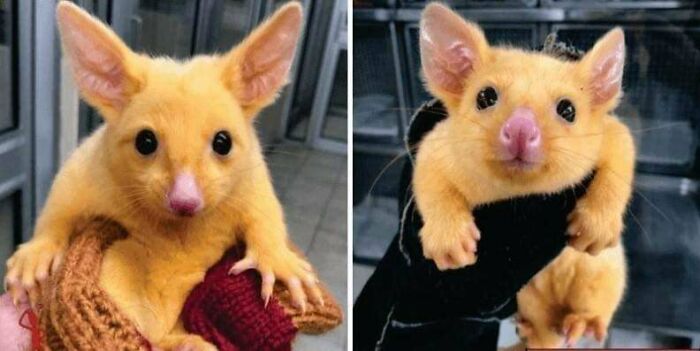 Australian Veterinary Clinic Rescues A Golden Possum. They Named Him Pikachu