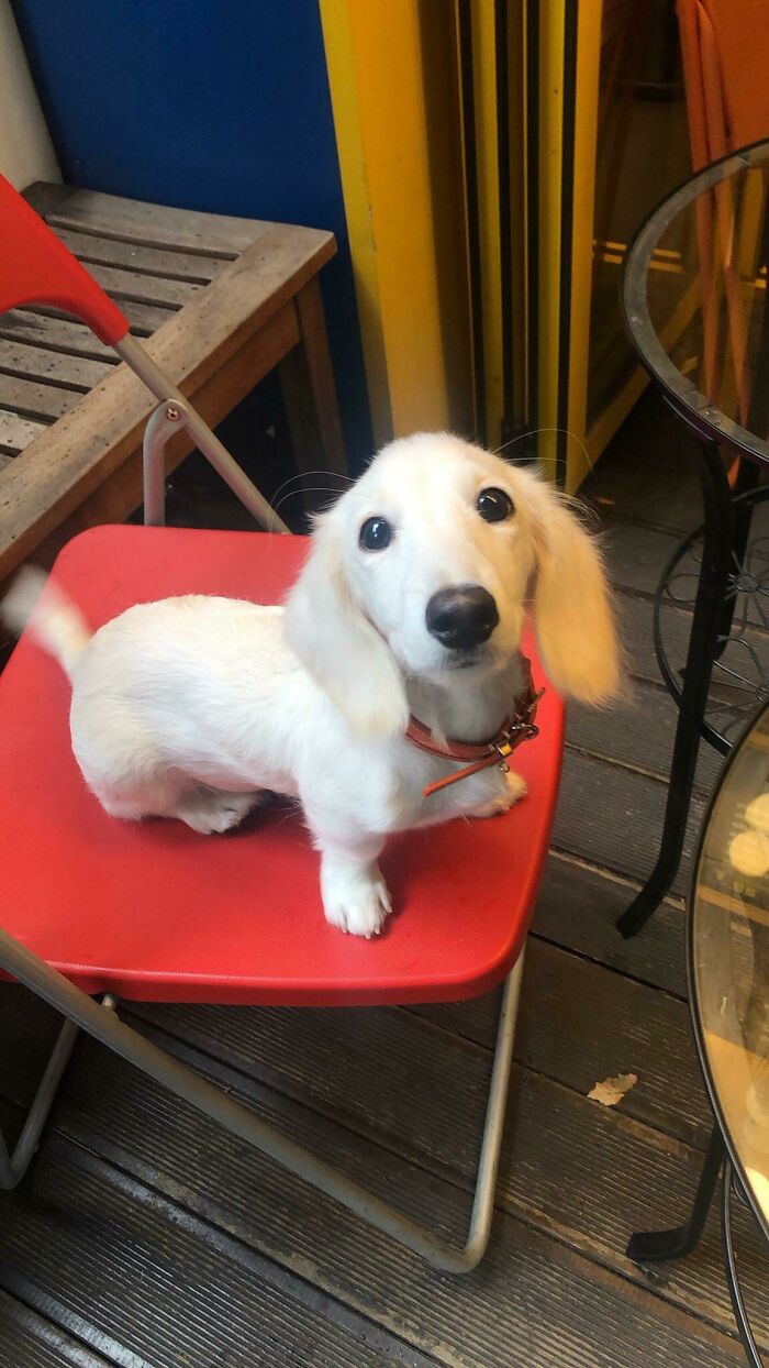 Spotted A White Dachshund!