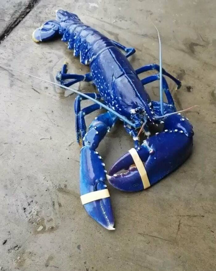 One In Two Million Blue Lobster