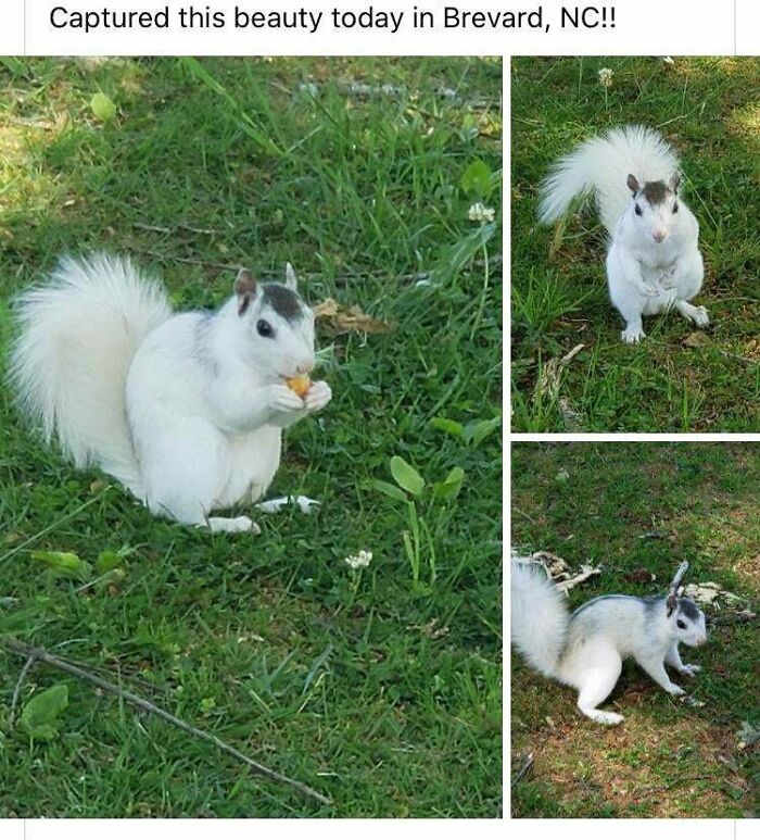 This Handsome White Squirrel