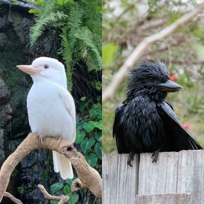 Pure Black And Pure White Kookaburras. The White Lives In The Canberra Zoo And The Black Was Found This Week In Brisbane