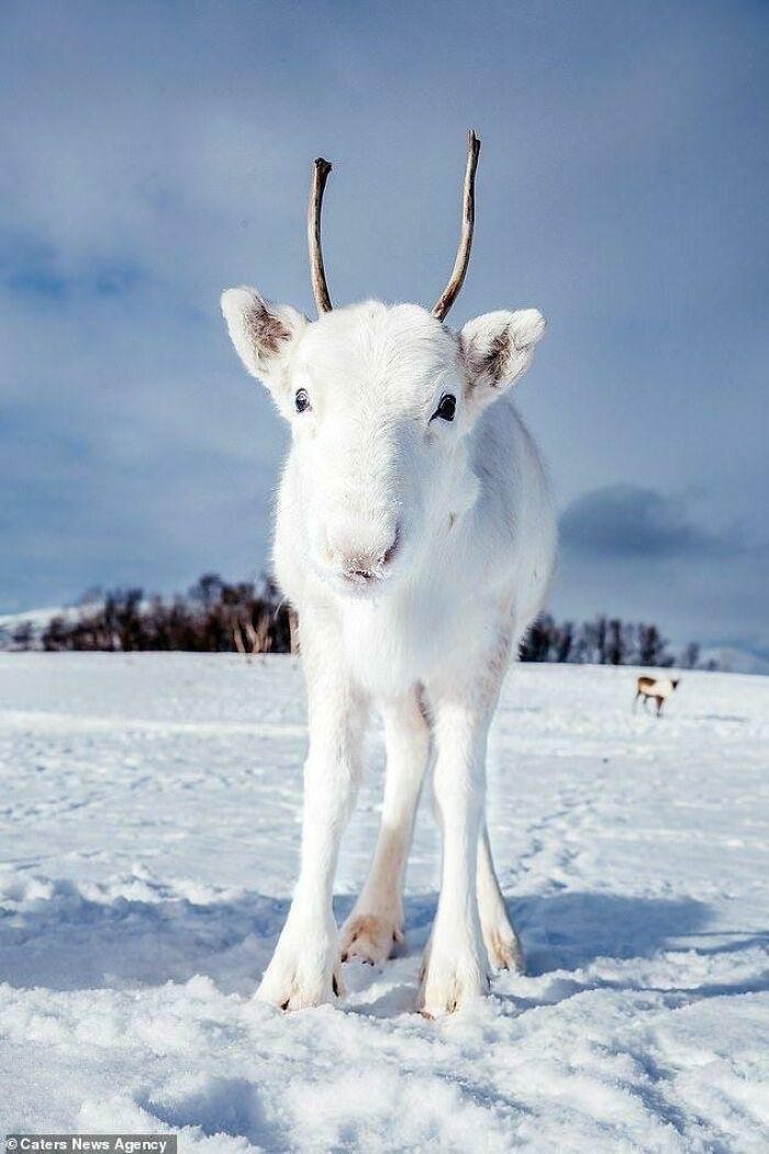 Extremely Rare White Baby Reindeer