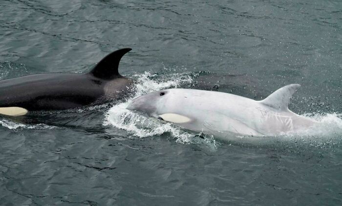 Extremely Rare 1 In 10,000 White Killer Whale. Only 8 Have Ever Been Recorded
