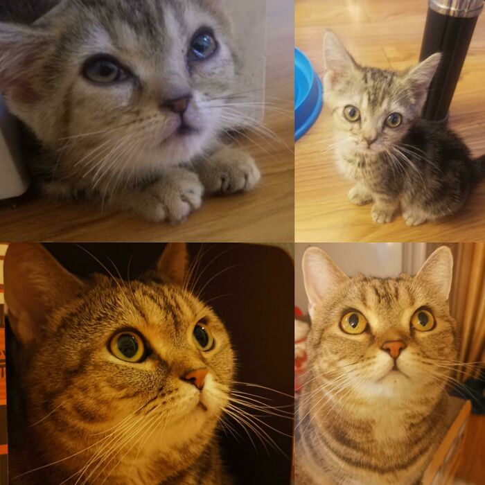When I Adopted Her 3 Years Ago Amma Was So Sick With Cat-Flu The Vet Offered To Put Her Down. But Now She's Grown Into A Lovely Lady