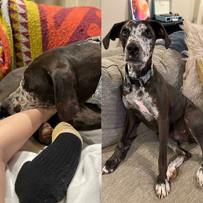 My Foster Girl, Sydney Has Been With Us For A Week. The First Night, She Was Recovering From A Dog Attack. Her Wounds Are Still Healing But She’s So Much More Confident!