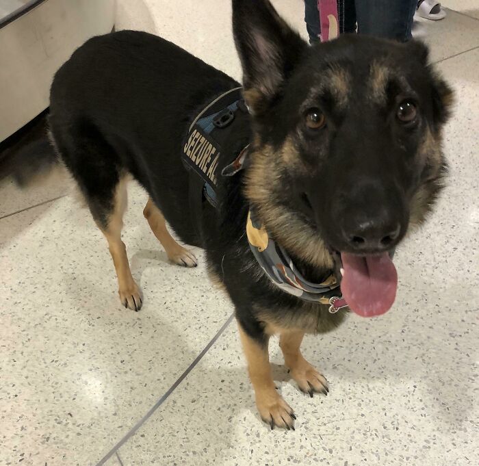 Our First Plane Trip With Wife’s Seizure Alert Dog, Khaleesi