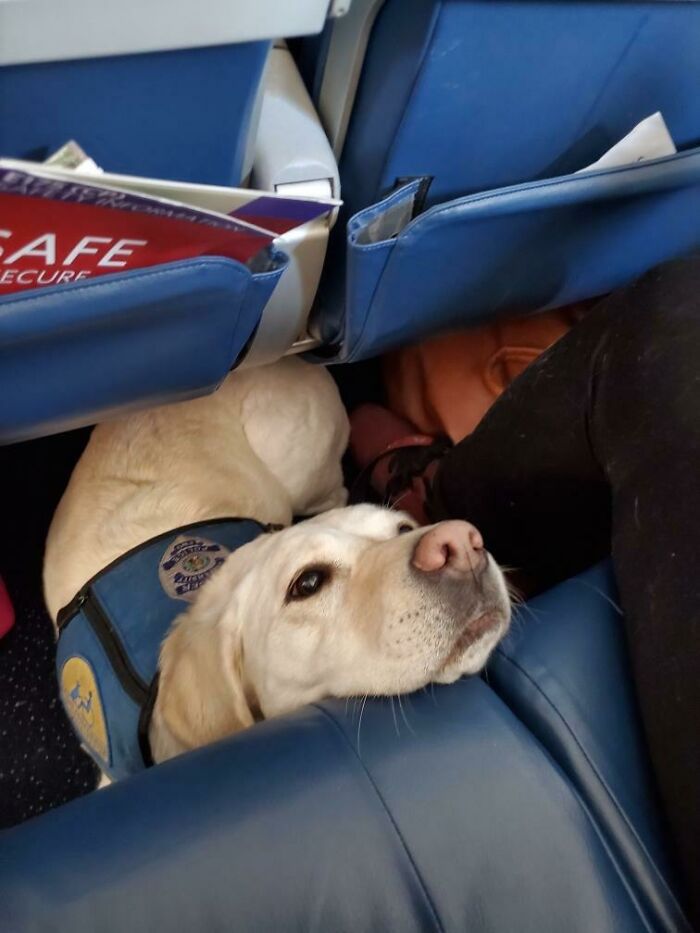 This Police Trauma Dog On My Wife's Flight Today