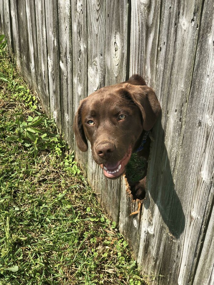 My Neighbor's Dog Chewed A Peep Hole Through The Fence. I Ain’t Complaining