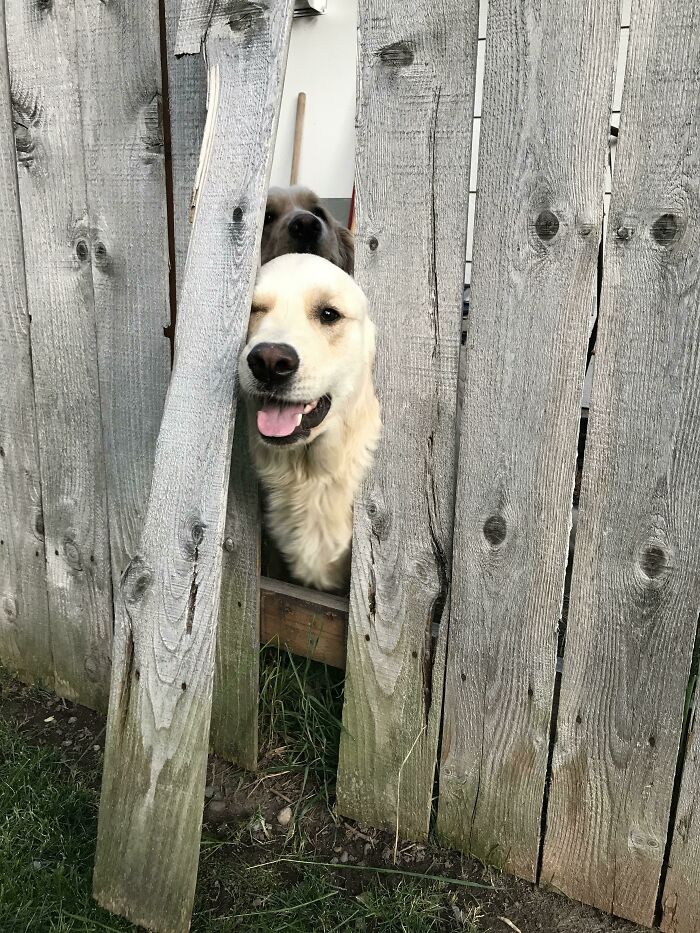 Having A Broken Fence Has Never Been So Fun