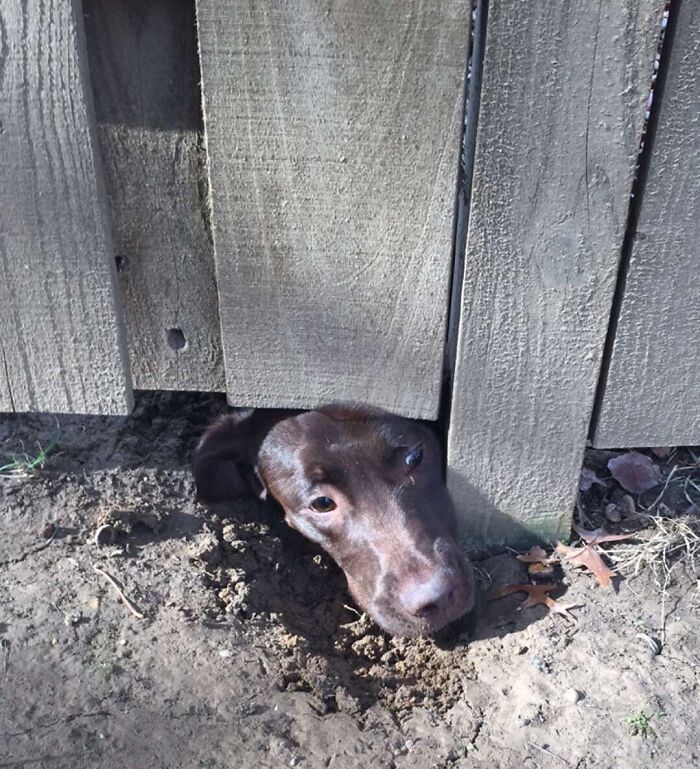 The Neighbor's Pup Dug A Hole Under Our Privacy Fence So He Could Watch Me Do Yard Work