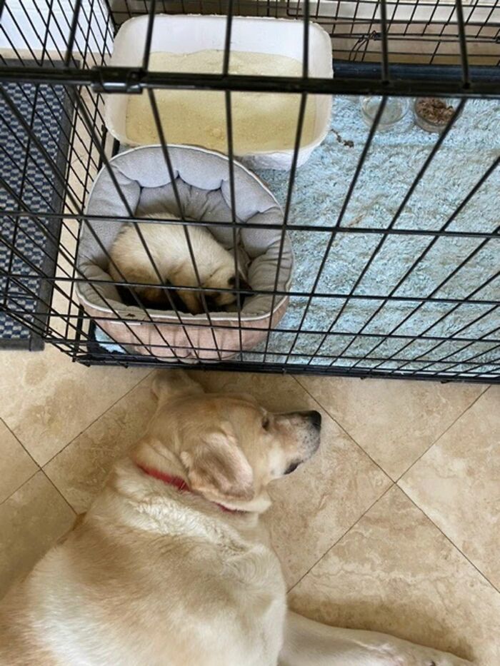 Giant Lab Befriends Distressed Siamese Kitten, Helps It Calm Down And Adapt To Its New Forever Home