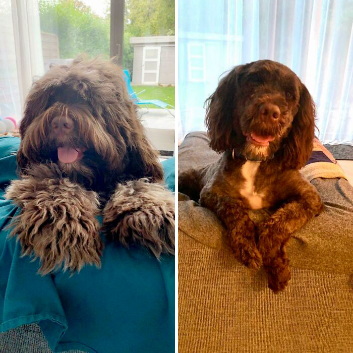 Billy Came Home From The Groomers A Completely Different Doggy