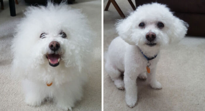 When Your Dog Goes Into The Groomer As Appa And Returns As Falkor