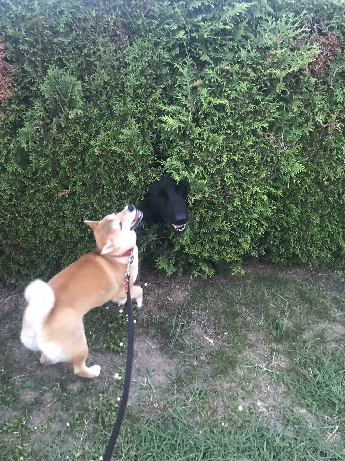 My Dog’s Best Friend Peeked Through The Bush