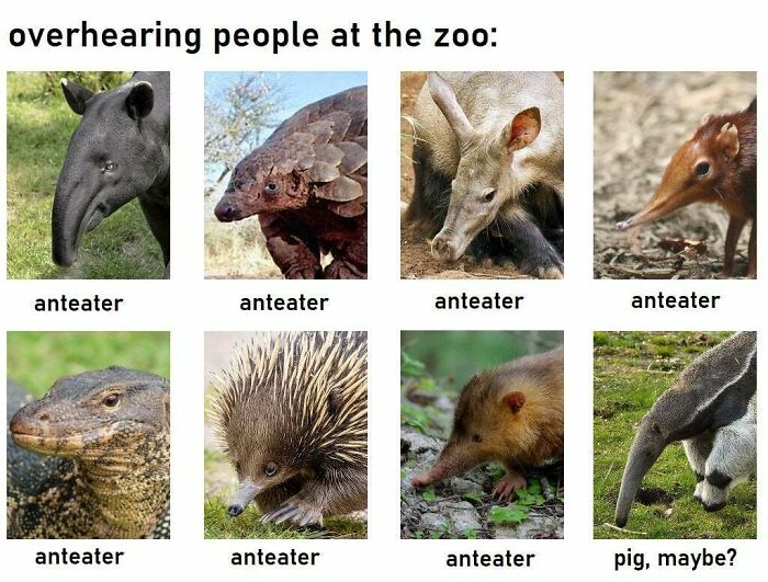 "Overhearing People At The Zoo Who Didn't Read The Signs Showing What The Animal Is" Starter Pack