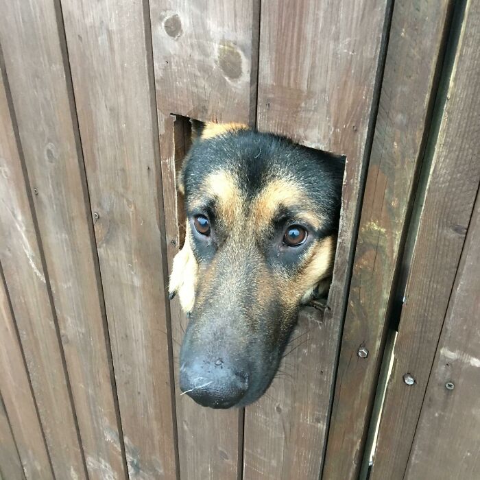 This Hole Is The Perfect Size For Him To Peek Out Every Day When I Walk Past
