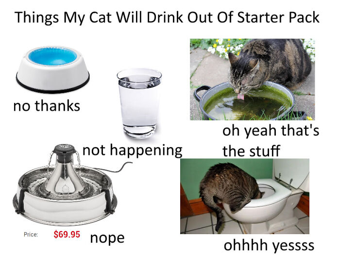 Things My Cat Will Drink Out Of