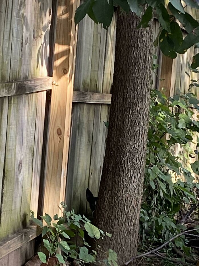 My Girlfriend’s Dog Likes To Spy On Me In The Backyard